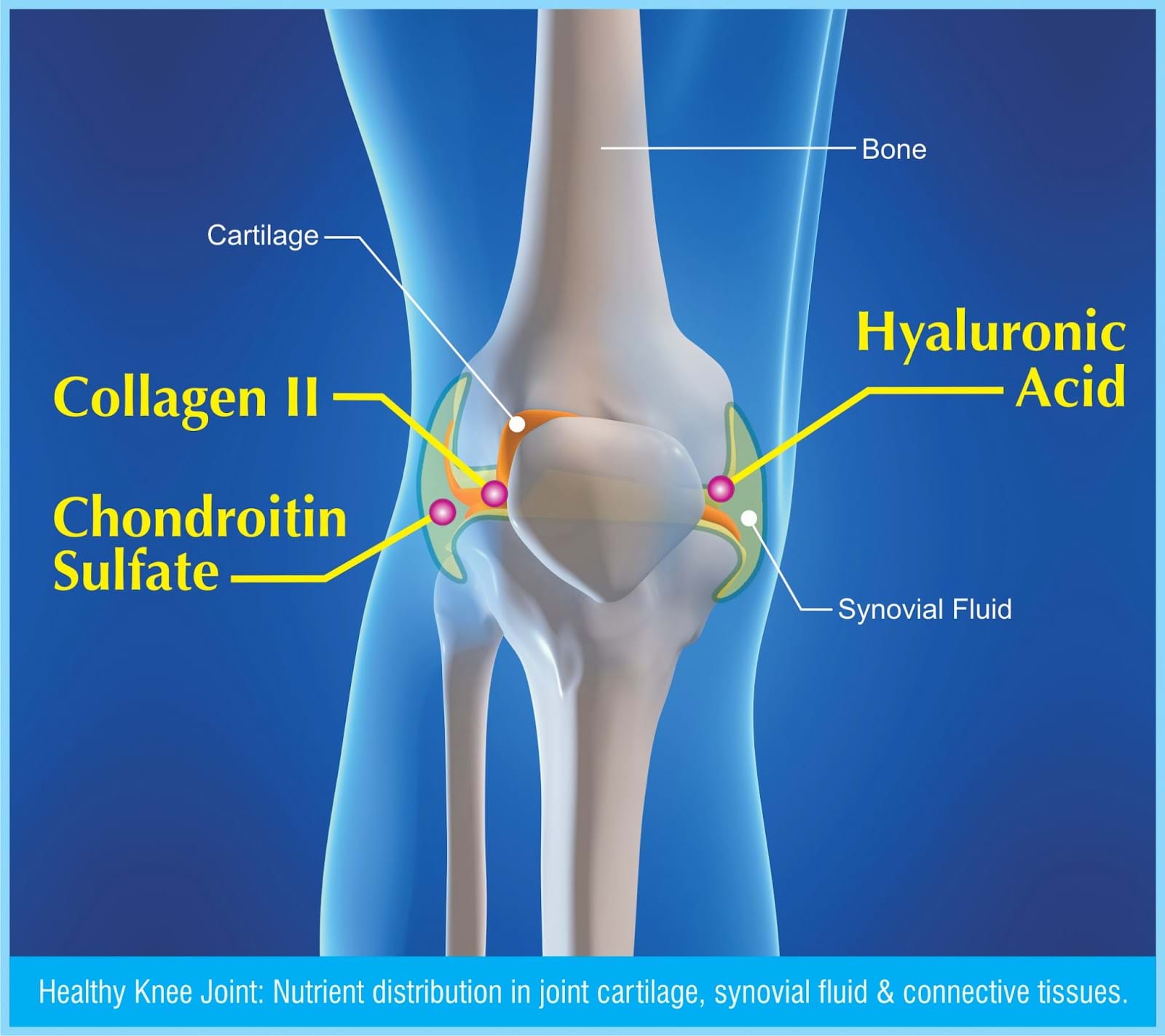 Glucosamine and Joint Health