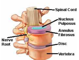 Inside the spine